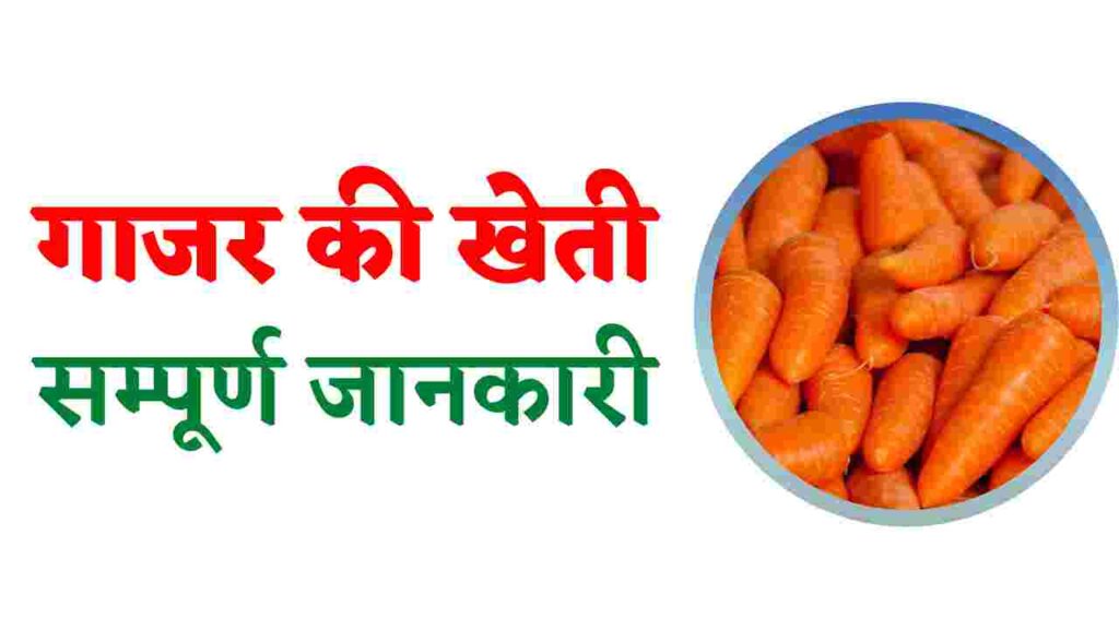 गाजर की खेती। Gajar ki kheti। गाजर की खेती कैसे करें।gajar ki kheti kaise kare।