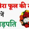 जरबेरा फूल की खेती से करोड़ों कमाएं। Gerbera fool ki kheti। Gerbera flower farming।