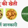 आलू की खेती। aalu ki kheti। potato farming। पूरी जानकारी।