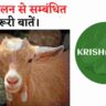 जानिएं बकरियों में प्रजनन व बकरी पालन से जुड़ी महत्वपूर्णं बातें।