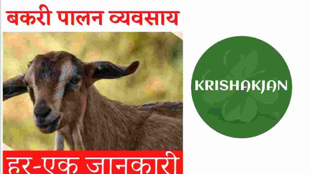 बकरी पालन व्यवसाय। bakri palan business। goat farming in hindi। पूरी जानकारी।