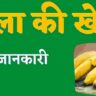 केला की खेती। kela ki kheti। पूरी जानकारी।