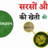 सरसों की खेती। sarso ki kheti। sarson ki kheti sarson। राई की खेती। rai ki kheti।
