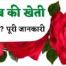 गुलाब की खेती। gulab ki kheti। rose farming। पूरी जानकारी।