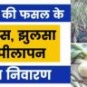 प्याज में थ्रिप्स, झुलसा, पीलापन का नियंत्रण। Krishakjan
