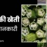 bhindi ki kheti। भिंडी की खेती। okra ki kheti।