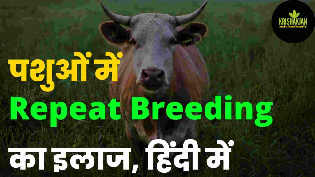 repeat breeding in cattle in hindi