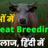 repeat breeding in cattle in hindi