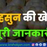 Lahsun ki kheti