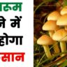 Mushroom ki kheti ke fayde aur nuksaan