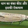 Dhan ka banka kit