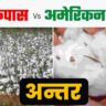 Deshi kapas aur American kapas me antar