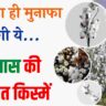 Kapas ki unnat Kisme