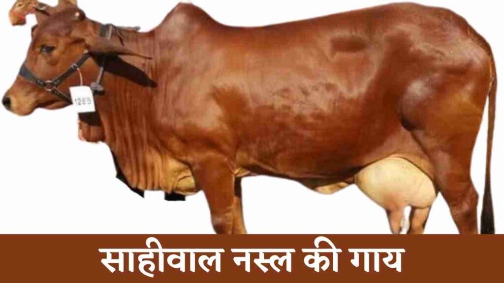 Sahiwal cow