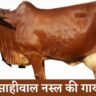 Sahiwal cow