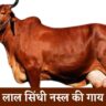 Lal sindhi gay