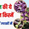 Baingan Ki Unnat Kisme