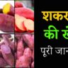 Shakarkand Ki Kheti