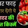 Tamatar Ki Unnat Kisme