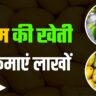 Aam Ki Kheti