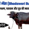 Bhadawari Buffalo or Bhains। भदावरी भैंस के लक्षण – पहचान और उपयोगिता