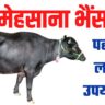 Mehsana-buffalo