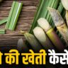 Ganne ki kheti