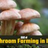 Mushroom Farming in India