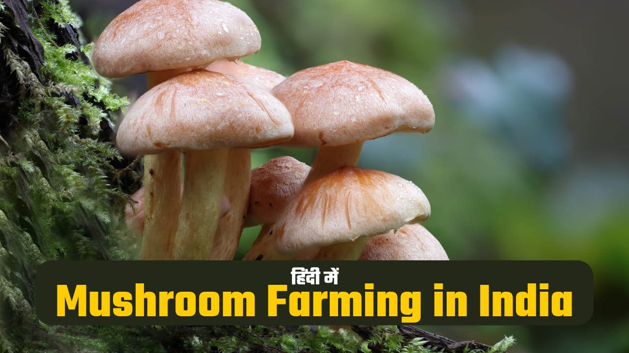 मशरूम की खेती। Mushroom Farming in India कैसे करें - KRISHAKJAN