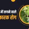 Baigan me lagne wale hanikarak rog
