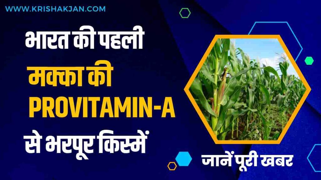 India's first Provitamin-A maize varietiy