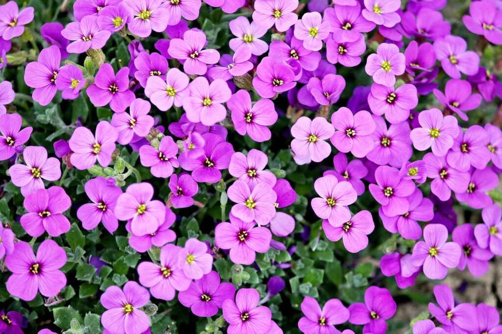 purple, beautiful flowers, flowers-2219594.jpg