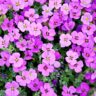 purple, beautiful flowers, flowers-2219594.jpg