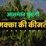 बढ़ेंगी मक्का की कीमतें? जानें क्यों और कब!