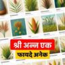 ये मोटे अनाज दिलाएंगे आपको कई रोगों से मुक्ति। Best Shri Anna For Health