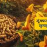 मूंगफली बोने का यह तरीका वायरल। Sowing Method of Peanut