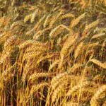 wheat