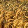 wheat