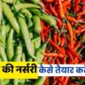 Mirch-ki-nursery-taiyar-karne-ki-vidhi