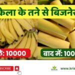 banana-fiber-business-ideas