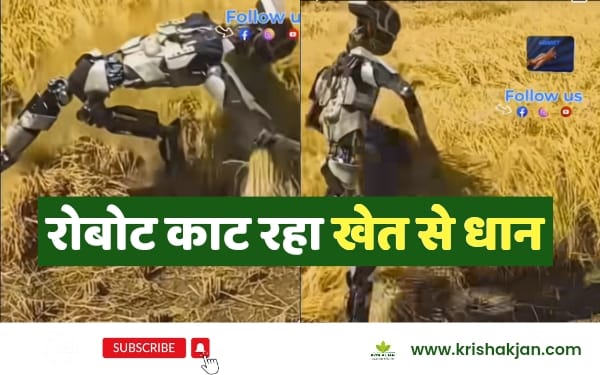 Robot-kaat-raha-khet-me-dhan-video-viral
