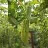 ऐसें करें करेला की खेती; होगा अधिक मुनाफा। Karela Ki Kheti