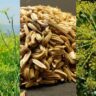 fennel cultivation