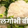 फूलगोभी की 5 उन्नत किस्में। Best 5 Cauliflower Varieties