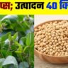 5 key steps of soybean farming