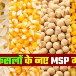 new msp rate