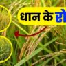 धान में लगते है ये 5 खतरनाक रोग; जानें लक्षण और रोकथाम
