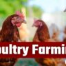 Poultry Farming Business Plan