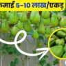 चायोटे की खेती से कमाएं 5-10 लाख रुपए। Chayote Farming