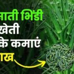 barsati bhindi ki kheti